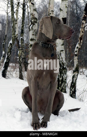 Weimaraner dog in winter forest Stock Photo