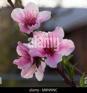 Pink blooms and buds on old prunus persica peach tree in farm garden. at sunset. Leaves are serrated, stamens are prominent in evening light. Stock Photo