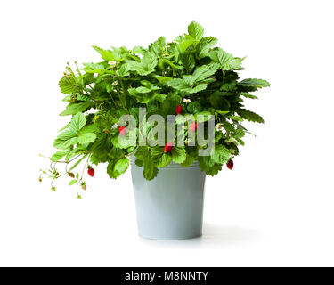 Alpine  strawberry plant in metallic bucket isolated on white Stock Photo