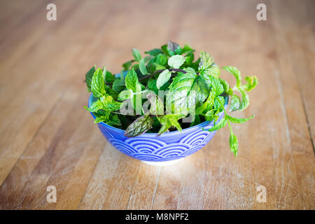 A bowl of freshly harvested peppermint leaves (Mentha × piperita) Stock Photo