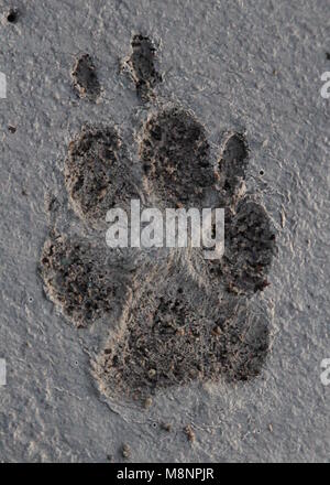 The paw prints of a domestic dog, preserved in concrete. Stock Photo