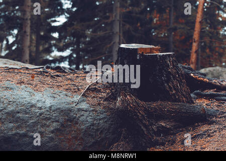 Old tree stump in the forest during the fall season with forest in the background Stock Photo