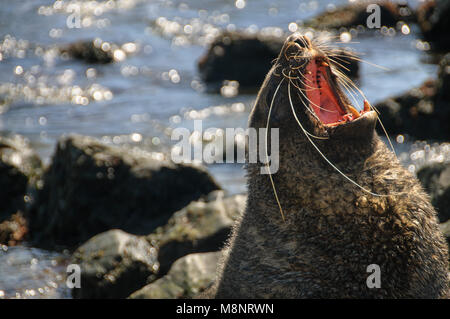 Fur Seal at Godthul Stock Photo