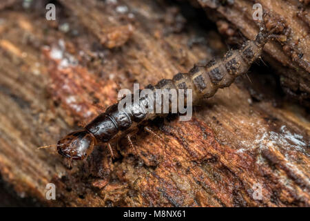 Devil's coach-horse beetle (Ocypus olens) larva underneath rotten branch in woodland. Stock Photo