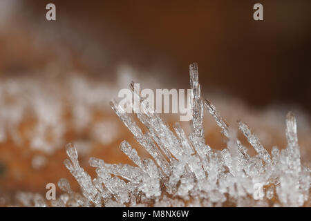 Fallen leaf covered in frost on winter morning. Stock Photo