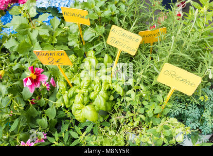 Fresh herbs on market stall in Spain Stock Photo