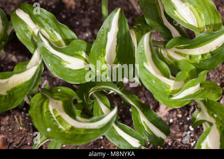 'Fire and Ice' Hosta, Funkia (Hosta fortunei) Stock Photo