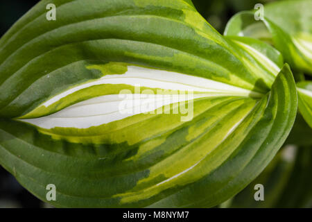 'Fire and Ice' Hosta, Funkia (Hosta fortunei) Stock Photo