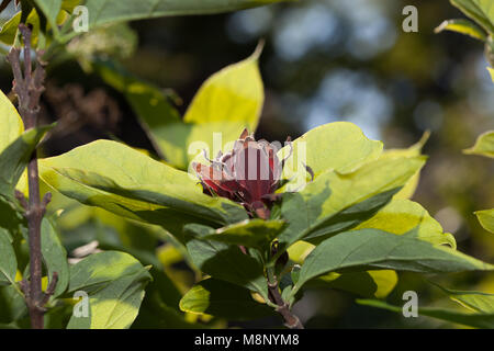 Carolina Sweetshrub, Hårig kryddbuske (Calycanthus floridus) Stock Photo