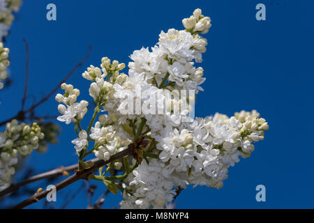 'Madame Lemoine' Common Lilac, Bondsyren (Syringa vulgaris) Stock Photo