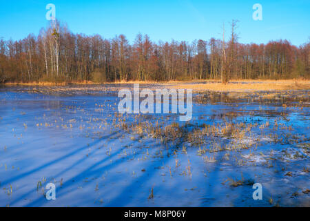 Panoramic view of flooded and frozen grassy forest meadows in early spring season in central Poland mazovian plateaus near Warsaw Stock Photo