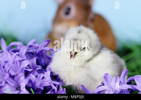 Little white and grey Easter chick sitting in the middle of purple hyacinth flowers with a brown bunny rabbit in background. Extreme shallow depth of  Stock Photo