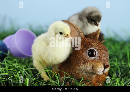 Little white and yellow Easter chick standing by and adorable resin brown bunny rabbit with a grey chick sleeping on the bunnys back. Extreme shallow  Stock Photo