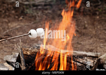 Two toasted marshmallows on a stick over a bonfire at the camp grounds. Stock Photo