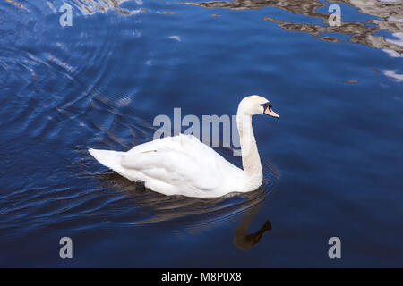 Male Mute Swan on Binnenalster Hamburg Stock Photo