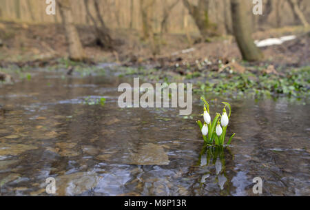 Snowdrops reflection in the spring water Stock Photo - Alamy