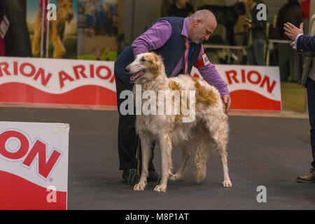 22th INTERNATIONAL DOG SHOW GIRONA March 17, 2018,Spain, Russian wolfhound Stock Photo