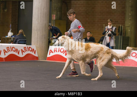 22th INTERNATIONAL DOG SHOW GIRONA March 17, 2018,Spain, Russian wolfhound Stock Photo