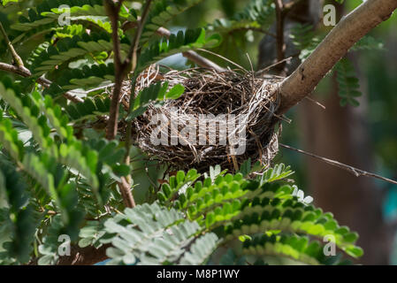 Empty bird nest on a tree branch covered with green leaves Stock Photo