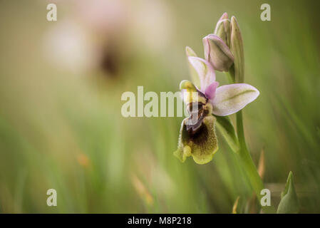 Ophrys tenthredinifera, the sawfly orchid, rare wildflower, Andalusia, Spain. Stock Photo