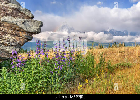 Blue wild flowers of medicinal salvia on a blurred background of mountains, clouds and sky Stock Photo