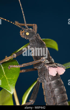 Samtschrecke, Peruanische Samtschrecke, Weibchen, Samtstabschrecke, Rotgeflügelte Samtschrecke, Peru-Stabschrecke, Schwarze Pfefferschrecke, Peruanisc Stock Photo