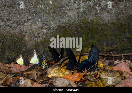 Collective of different butterfly species drink fluids on wet soil, mud-puddling, amongst fallen leaves, Taroko National Park, Hualien, Taiwan Stock Photo