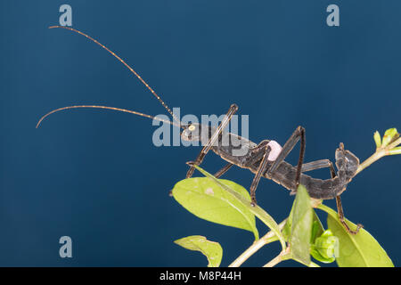 Samtschrecke, Peruanische Samtschrecke, Männchen, Samtstabschrecke, Rotgeflügelte Samtschrecke, Peru-Stabschrecke, Schwarze Pfefferschrecke, Peruanisc Stock Photo