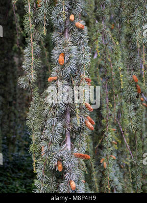 Small bumps on the branches of a weeping spruce Stock Photo