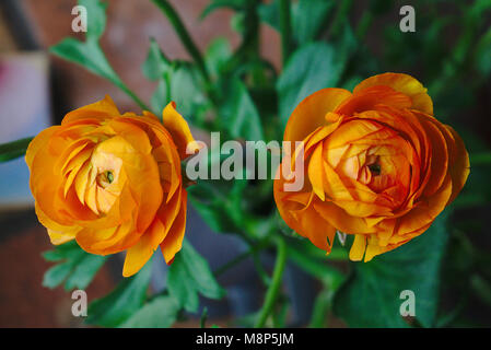 two orange buttercups hatching Stock Photo