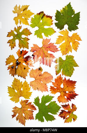 sheet of various grape leaves Stock Photo