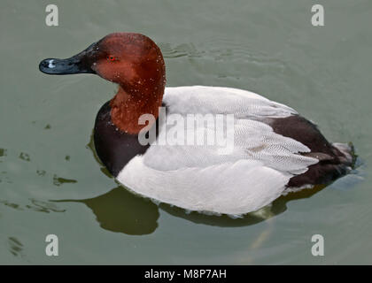 Canvasback Duck (aythya valisineria) male Stock Photo