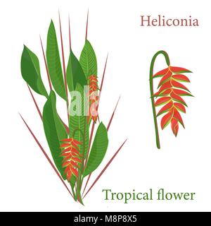 Branch tropical heliconia flower leaves. Watercolor realistic drawing in flat color style. isolated on white background Stock Vector