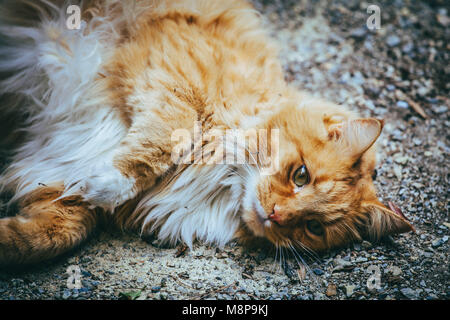 Ginger cat lying on the ground - closeup Stock Photo
