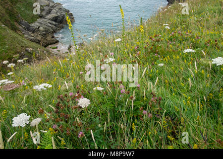 Wildflowers carpeting cliff side meadow in South Devon.  Lady's Bedstraw, Clover and Wild Carrot Stock Photo