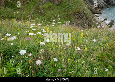 Wildflowers carpeting cliff side meadow in South Devon.  Lady's Bedstraw, Clover and Wild Carrot Stock Photo