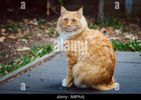 Ginger cat sitting on pavement making eye contact with the viewer Stock Photo