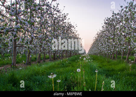 Apple Orchard showing apple trees in full bloom with beautiful red and white flowers Stock Photo