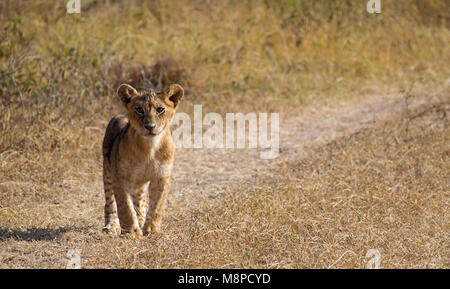 Cute lion cub standing and looking into the camera in Nairobi National Park, Kenya Stock Photo