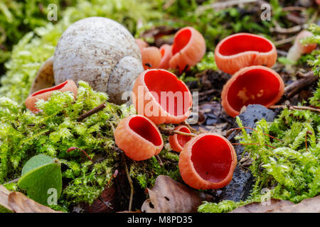 Close-up macro photo of red Scarlet elfcup (Sarcoscypha austriaca) mushrooms and a snail shell on the mossy ground in the spring forest. Stock Photo