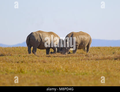 Rhino love - two rhinos socializing in Ol Pejeta Conservancy, Kenya Stock Photo