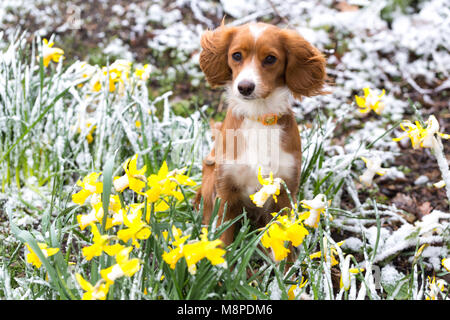 11 month old cockapoo Pip pictured in snowy daffodils in Gravesend, Kent. Stock Photo