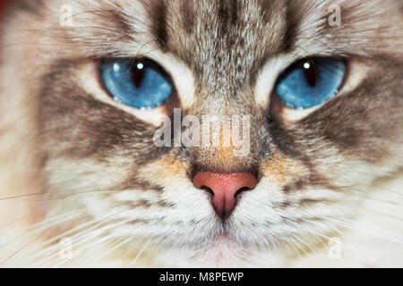 Siberian Neva Masquerade close pp cat face. Main focus on nose. Cat deep blue eyes blurry and goes in second plan Stock Photo