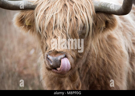 Highland cow licking nose Stock Photo