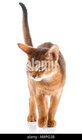 Portrait Redhead abyssyn cat on a white background. Thoroughbred bred cat. Stock Photo