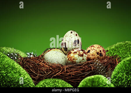 Quail eggs and feathers in a nest on stones covered with moss.Beautiful Easter concept. Stock Photo