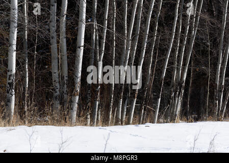 Aspen trees Stock Photo