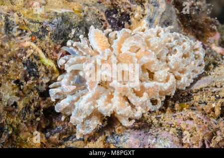 sea slug or nudibranch, Phyllodesmium crypticum, Anilao, Batangas, Philippines, Pacific Stock Photo