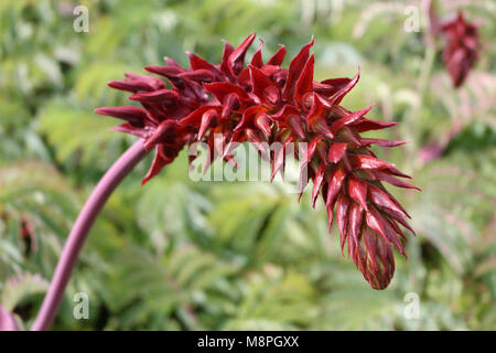Melianthus Major, Giant Honey Flower Stock Photo