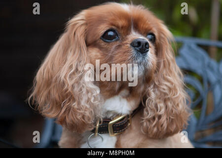 Cavalier King Charles Spaniel Stock Photo